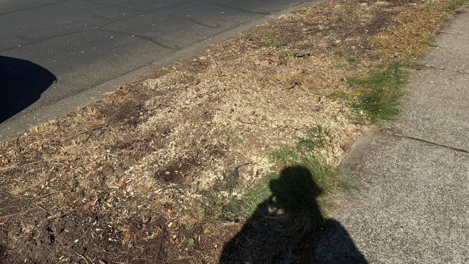 Project 7, after stump removal: Planting strip after stump removal, with a cleared patch of soil and wood chips beside the sidewalk