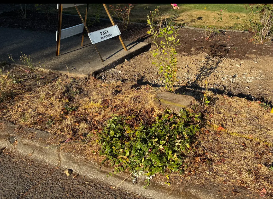 Overgrown planting strip with a stump before commercial cleanup