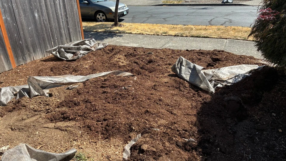Project 2, after stump removal: Same front yard beside the wooden fence after stump removal, with disturbed soil and protective tarps