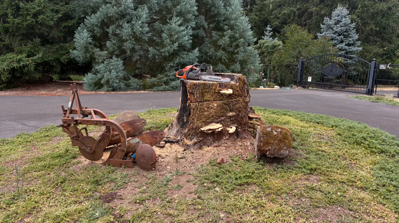 Large decayed stump in a driveway island prepared for removal