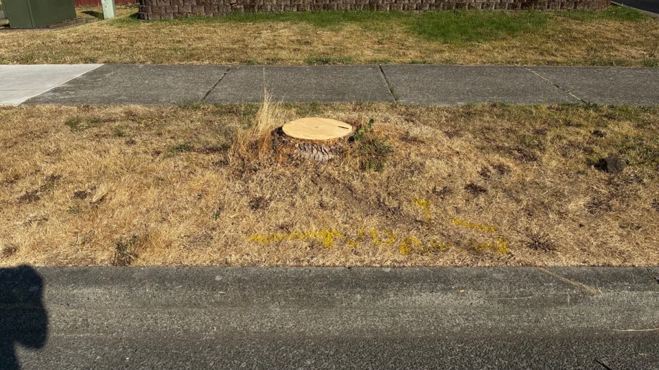 Project 3, before stump removal: Freshly cut stump in dry grass between a curb and sidewalk