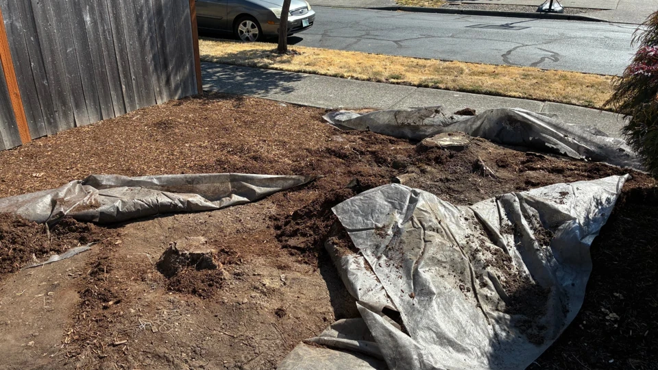 Project 2, before stump removal: Stump and exposed soil in a front yard beside a wooden fence and protective tarps