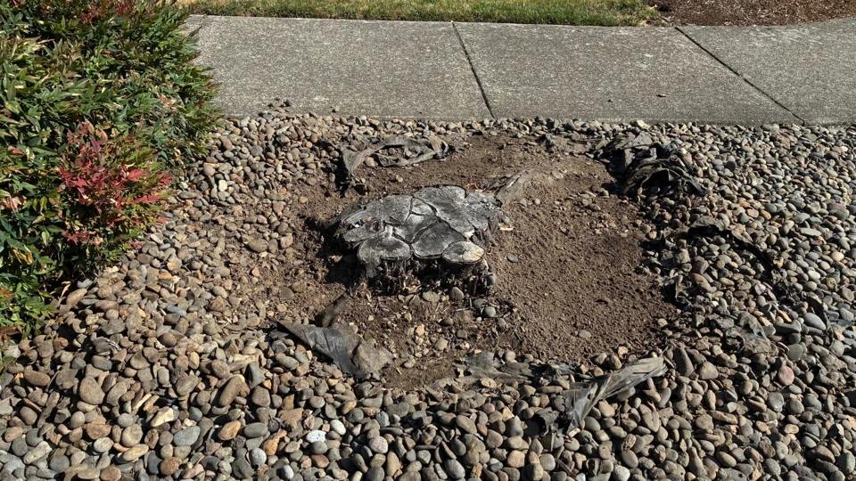 Project 1, before stump removal: Tree stump in a river-rock planting bed beside the sidewalk