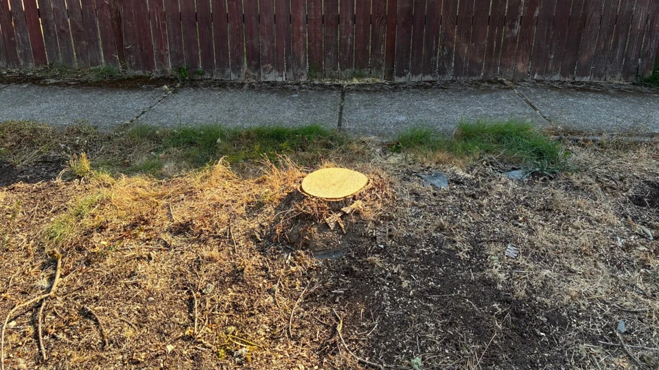 Project 7, before stump removal: Freshly cut stump in dry grass beside a sidewalk and weathered wooden fence