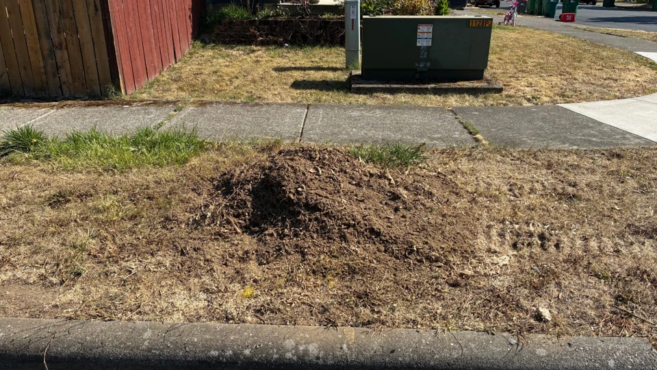 Project 4, after stump removal: Same sidewalk planting strip after stump removal, with a mound of soil and wood chips