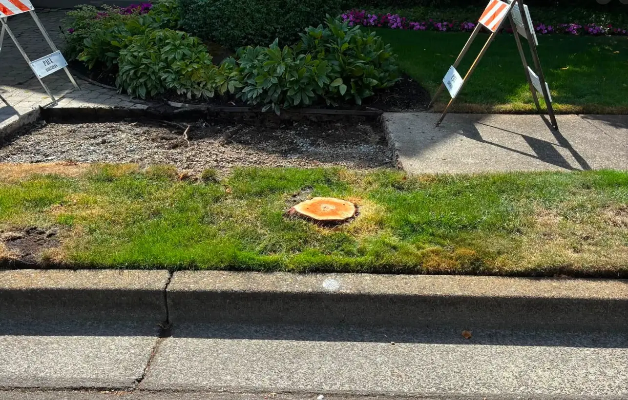 Freshly cut tree stump in a green front lawn with traffic barricades nearby