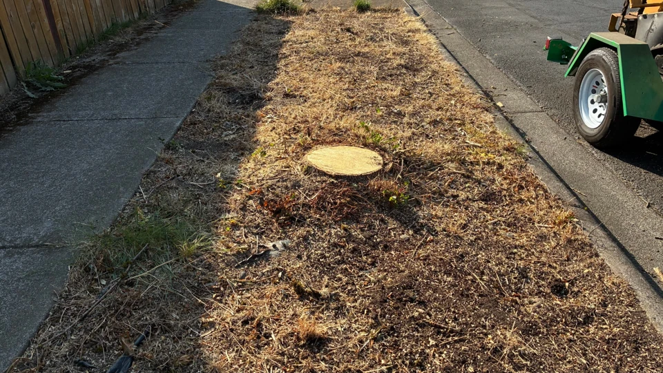 Project 6, before stump removal: Freshly cut stump in a narrow dry-grass strip between the sidewalk and road, with a green trailer nearby