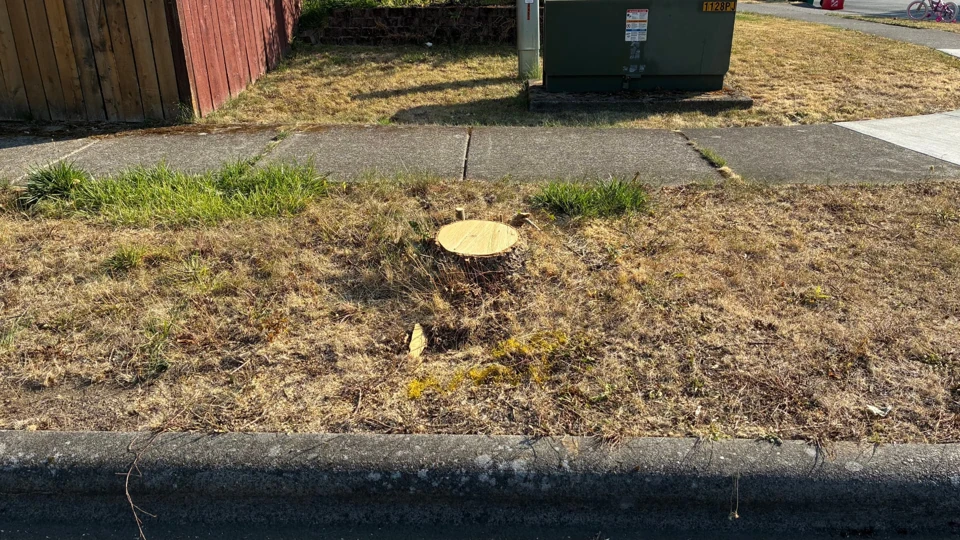 Project 4, before stump removal: Cut stump beside the sidewalk with a wooden fence and utility cabinet in the background