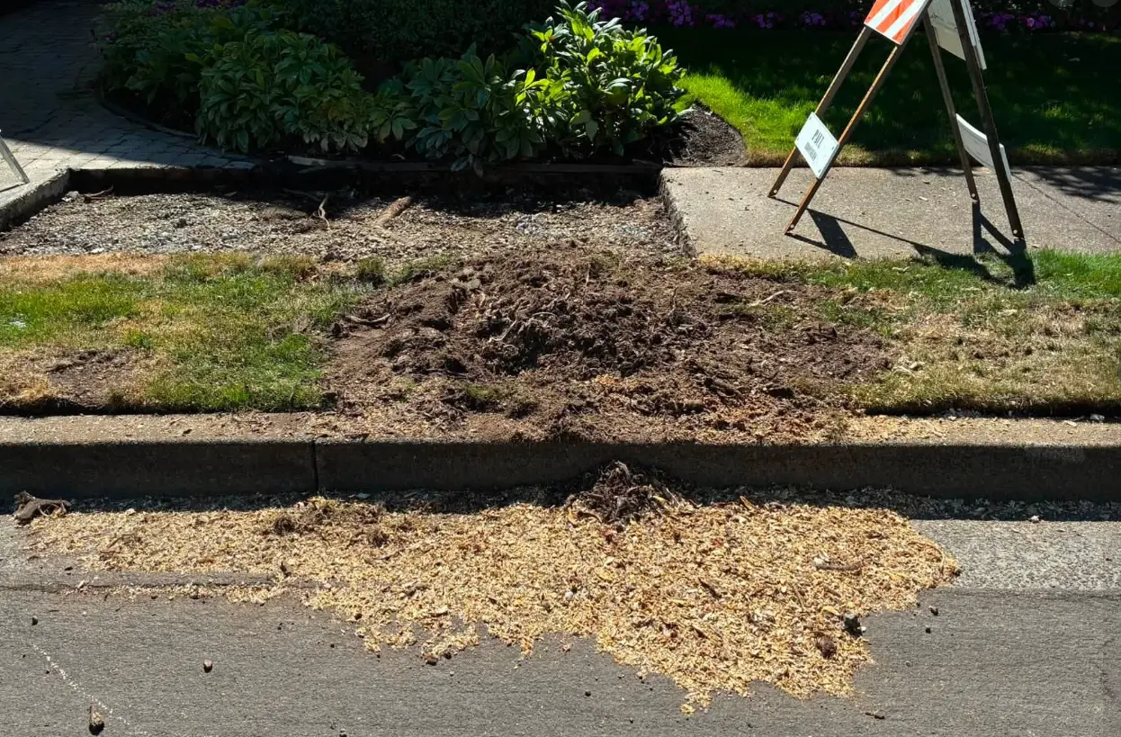 Front lawn stump ground below grade