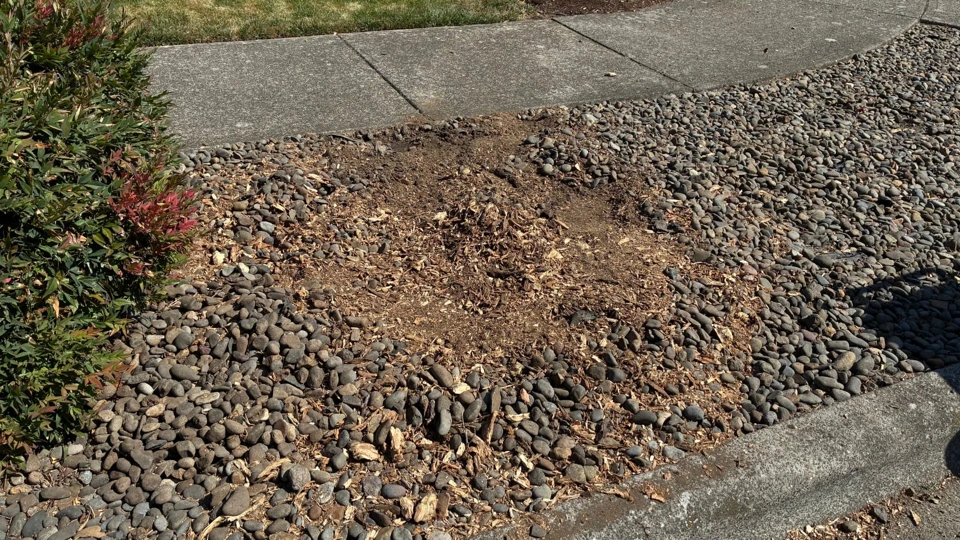 Project 1, after stump removal: Same river-rock planting bed with the stump removed and wood chips in the cleared area